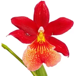 Gartenkrone Burrageara, Burrageara Hybride »Nelly Isler«, Blüte: Rot, Im Topf -Wohnen Wohndeko Verkäufe unnamed file 3713