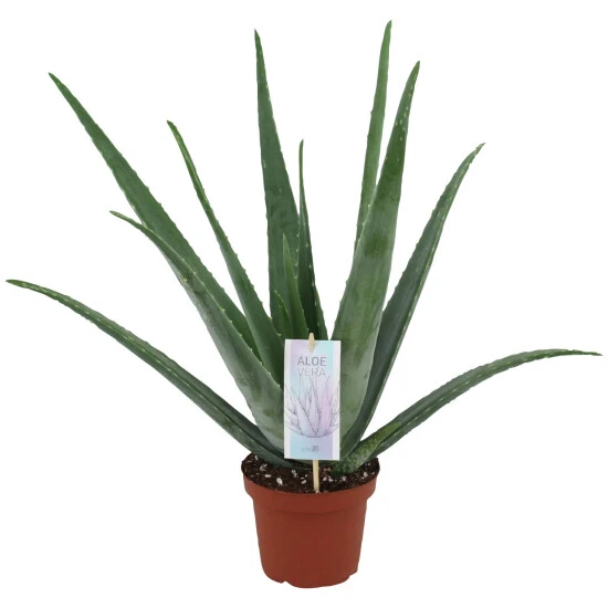 Gartenkrone Sukkulente Aloe, Aloe Vera, Grün 3 Gartenkrone Sukkulente Aloe, Aloe Vera, Grün