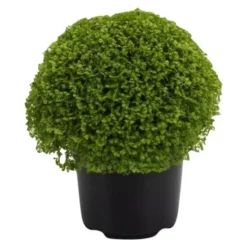 Gartenkrone Selaginella, Selaginella Variagata »variagata«