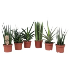 Gartenkrone Bogenhanf, Sansevieria Cylindrica »in Sorten«