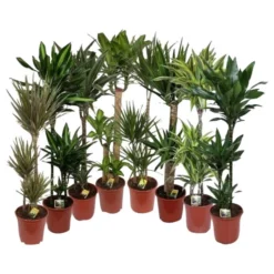 Gartenkrone Gruenpflanzen, Gruenpflanzen Mix »in Sorten«