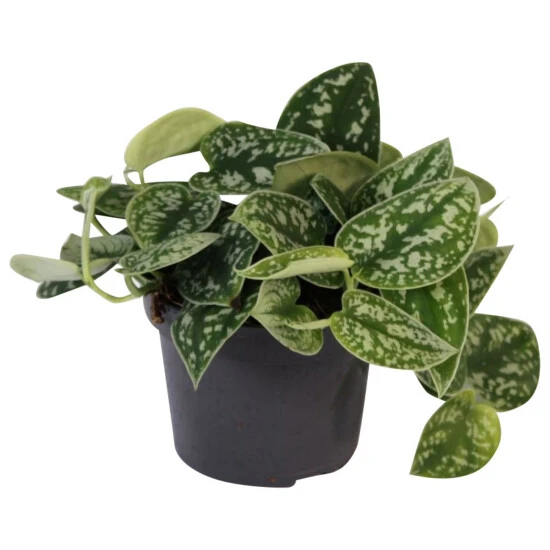 Gartenkrone Efeutute, Epipremnum Pictum 3 Gartenkrone Efeutute, Epipremnum Pictum