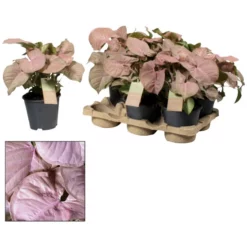 Gartenkrone Purpurtute, Syngonium Podophyllum »Red Heart«