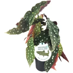 Gartenkrone Begonia Maculata, Begonia Maculata »maculata«