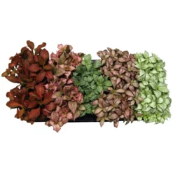 Gartenkrone Fittonie, Fittonia Verschaffeltii »in Sorten«