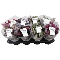 Gartenkrone Blattbegonie, Begonia Masoniana »Beleaf«