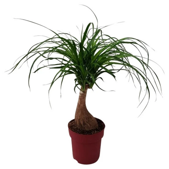 Gartenkrone Beaucarnea Recuvata, Beaucarnea Recuvata »recuvata« 3 Gartenkrone Beaucarnea Recuvata, Beaucarnea Recuvata »recuvata«