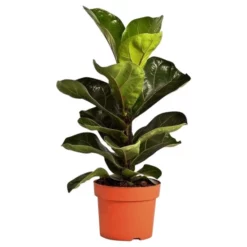 Gartenkrone Geigenfeige, Ficus Lyrata »Bambino«, Im Kunststoff-Kulturtopf -Wohnen Wohndeko Verkäufe unnamed file 3741