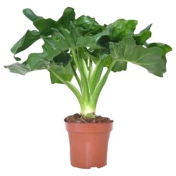 Gartenkrone Baumfreund, Philodendron Bipinnatifidum »Atom«