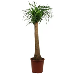 Gartenkrone Elefantenfuss, Beaucarnea Recurvata, Im Kunststoff-Kulturtopf