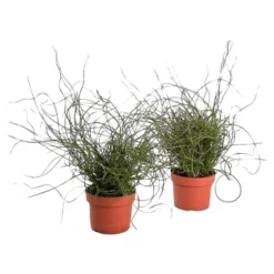 Gartenkrone Liebeslocke, Juncus Spiralis, Im Kunststoff-Kulturtopf 5 Gartenkrone Liebeslocke, Juncus Spiralis, Im Kunststoff-Kulturtopf -Wohnen Wohndeko Verkäufe unnamed file 3748