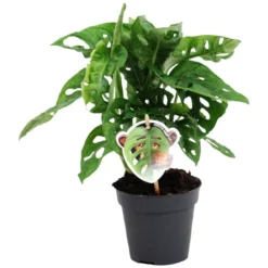 Fensterblatt, Monstera Obliqua »Monkey Leaf«