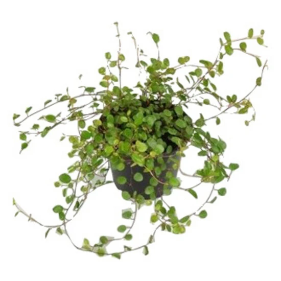 Gartenkrone Drahtwein, Mühlenbeckia Complexa 4 Gartenkrone Drahtwein, Mühlenbeckia Complexa – Bild 2