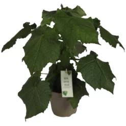 Gartenkrone Zimmerlinde, Sparmannia Africana