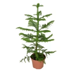 Gartenkrone Zimmertanne, Araucaria Heterophylla