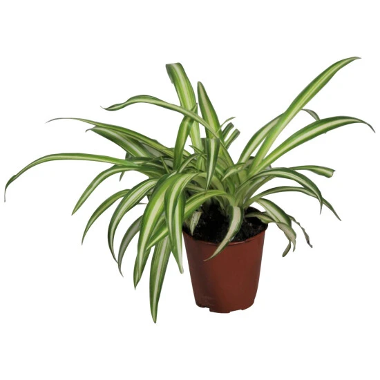 Gartenkrone Gruenlilie, Chlorophytum Comosum »Variegatum« 3 Gartenkrone Gruenlilie, Chlorophytum Comosum »Variegatum«