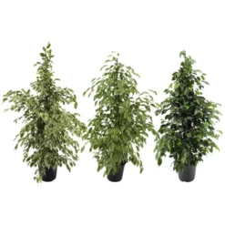 Gartenkrone Birkenfeige, Ficus Benjamini »Forever-Mix«