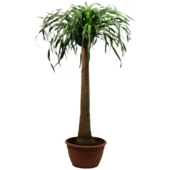 Gartenkrone Elefantenfuss, Beaucarnea Recurvata