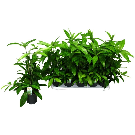 Gartenkrone Drachenbaum, Dracaena Surculosa 4 Gartenkrone Drachenbaum, Dracaena Surculosa – Bild 2