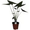 Gartenkrone Alokasie, Alocasia Zebrina -Wohnen Wohndeko Verkäufe unnamed file 3762