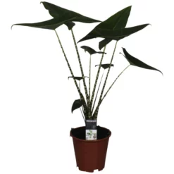 Gartenkrone Alokasie, Alocasia Zebrina