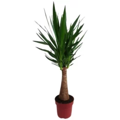 Gartenkrone Palmlilie, Yucca Elephantipes »Maya Tree«