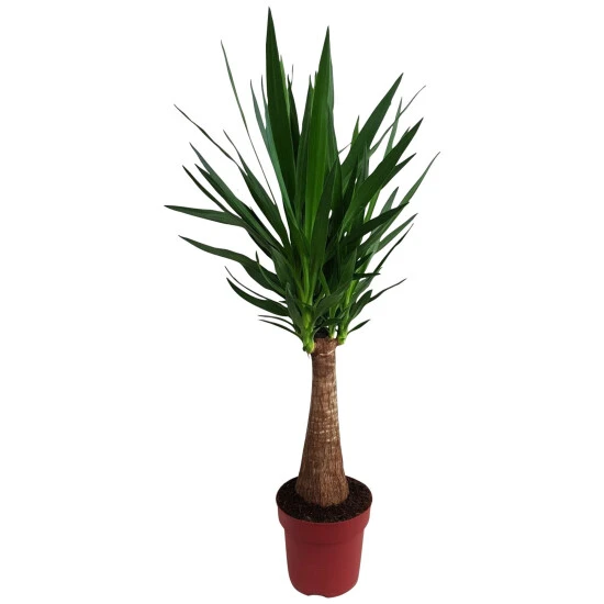 Gartenkrone Palmlilie, Yucca Elephantipes »Maya Tree« 3 Gartenkrone Palmlilie, Yucca Elephantipes »Maya Tree«