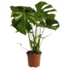Gartenkrone Fensterblatt, Monstera Deliciosa 1 Gartenkrone Fensterblatt, Monstera Deliciosa -Wohnen Wohndeko Verkäufe unnamed file 3765