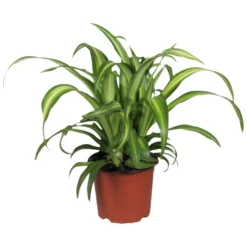 Gartenkrone Gruenlilie, Chlorophytum Comosum »Hawaii «