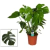Gartenkrone Fensterblatt, Monstera Deliciosa -Wohnen Wohndeko Verkäufe unnamed file 3768