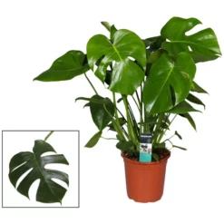 Gartenkrone Fensterblatt, Monstera Deliciosa