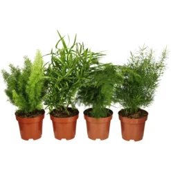 Gartenkrone Zierspargel, Asparagus Mix »in Sorten«