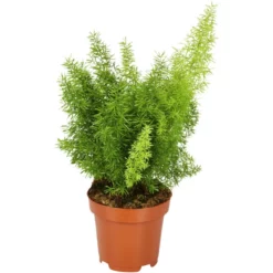 Gartenkrone Zierspargel, Asparagus Mix »in Sorten« -Wohnen Wohndeko Verkäufe unnamed file 3772