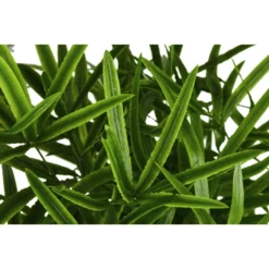 Gartenkrone Zierspargel, Asparagus Mix »in Sorten« -Wohnen Wohndeko Verkäufe unnamed file 3778