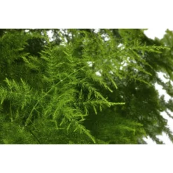 Gartenkrone Zierspargel, Asparagus Mix »in Sorten« -Wohnen Wohndeko Verkäufe unnamed file 3780