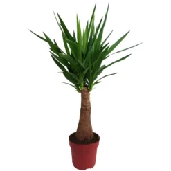 Gartenkrone Palmlilie, Yucca Elephantipes »Maya Tree«