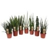 Gartenkrone Bogenhanf, Sansevieria Trifasciata »Luxe Mix« -Wohnen Wohndeko Verkäufe unnamed file 3784