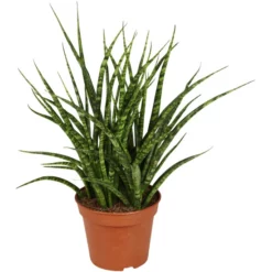 Gartenkrone Bogenhanf, Sansevieria Trifasciata »Luxe Mix« -Wohnen Wohndeko Verkäufe unnamed file 3786
