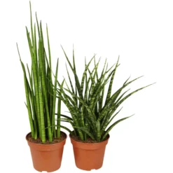 Gartenkrone Bogenhanf, Sansevieria Trifasciata »Luxe Mix« -Wohnen Wohndeko Verkäufe unnamed file 3787