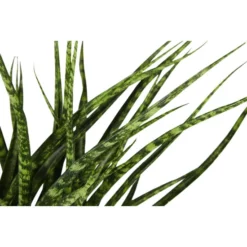 Gartenkrone Bogenhanf, Sansevieria Trifasciata »Luxe Mix« -Wohnen Wohndeko Verkäufe unnamed file 3788