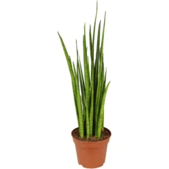 Gartenkrone Bogenhanf, Sansevieria Trifasciata »Luxe Mix« -Wohnen Wohndeko Verkäufe unnamed file 3789