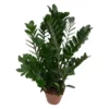 Gartenkrone Glücksfeder, Zamioculcas Zamiifolia -Wohnen Wohndeko Verkäufe unnamed file 3790