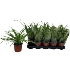 Gartenkrone Gruenlilie, Chlorophytum Laxum