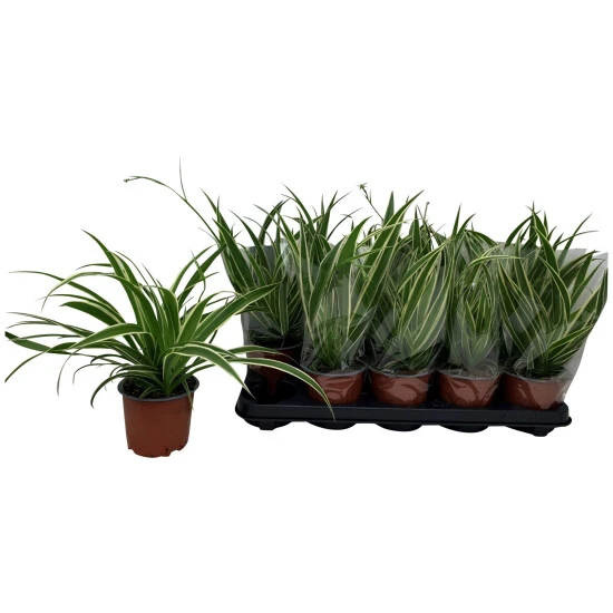 Gartenkrone Gruenlilie, Chlorophytum Laxum 3 Gartenkrone Gruenlilie, Chlorophytum Laxum