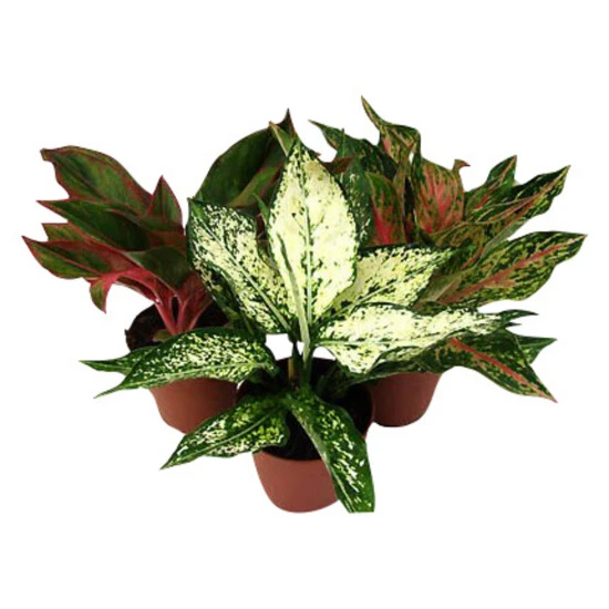 Gartenkrone Kolbenfaden, Aglaonema Mix »in Sorten« 3 Gartenkrone Kolbenfaden, Aglaonema Mix »in Sorten«