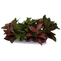 Gartenkrone Kolbenfaden, Aglaonema Mix »in Sorten« 5 Gartenkrone Kolbenfaden, Aglaonema Mix »in Sorten« -Wohnen Wohndeko Verkäufe unnamed file 3795