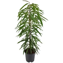 Gartenkrone Birkenfeige, Ficus Binnendijkii »Alii«