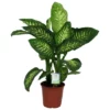 Gartenkrone Dieffenbachie, Dieffenbachia Seguine »Tropic Snow«, Im Kunststoff-Kulturtopf 2 Gartenkrone Dieffenbachie, Dieffenbachia Seguine »Tropic Snow«, Im Kunststoff-Kulturtopf -Wohnen Wohndeko Verkäufe unnamed file 3797