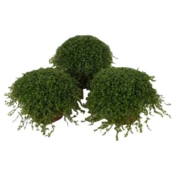 Gartenkrone Bubikopf, Soleirolia Soleirolii, Im Kunststoff-Kulturtopf