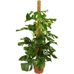 Fensterblatt, Monstera Deliciosa